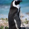 Pinguine Boulders Beach Simons Town