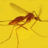Malaria Südafrika