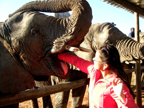 In der Elefanten Pflegestation arbeiten die Kursteilnehmer ganz nah mit den Tieren zusammen