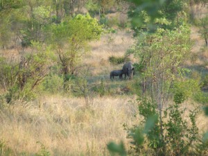 Krüger Park Nashorn
