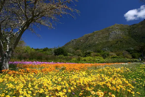 Bunter Blumenteppich im Botanischen Garten von Kirstenbosch 