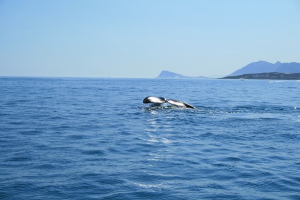 Ein Wal in der False Bay