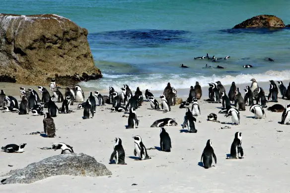 Pinguine (www.travelontoast.de)