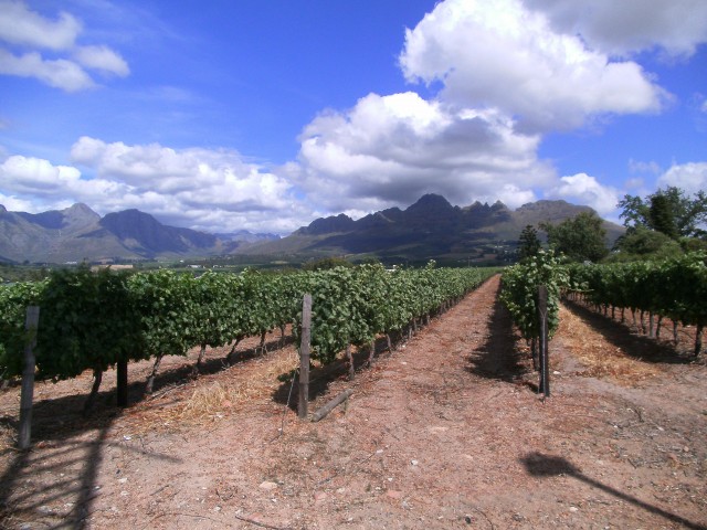 Stellenbosch Wein