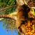 Monkeyland, Birds of Eden und Jukani Wildlife Sanctuary in Plettenberg Bay