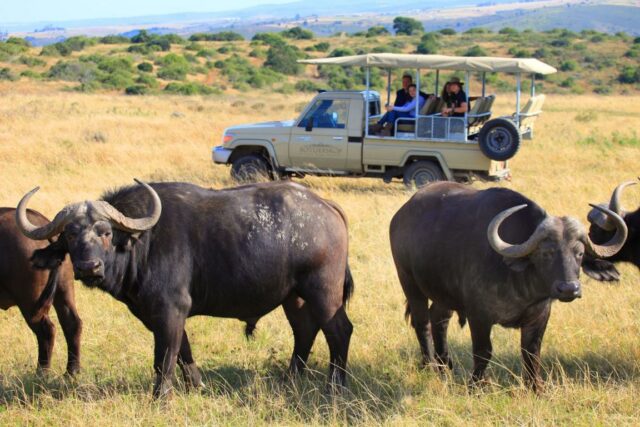 Botlierskop Game Reserve FotoSafarifahrt mit Büffeln