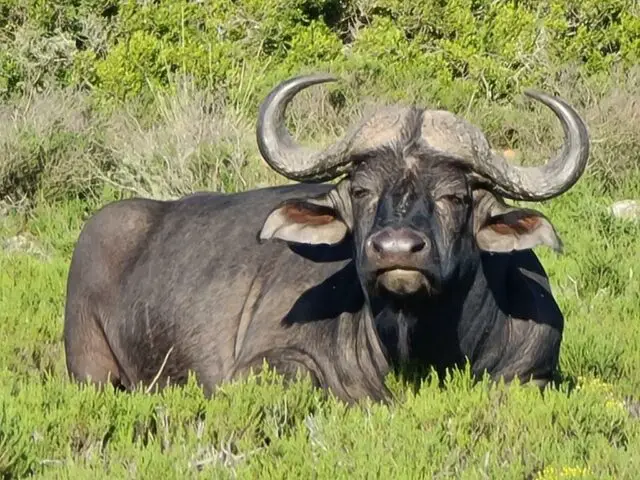 Sitzender Büffel im Indalu Game Park auf der Garden Route