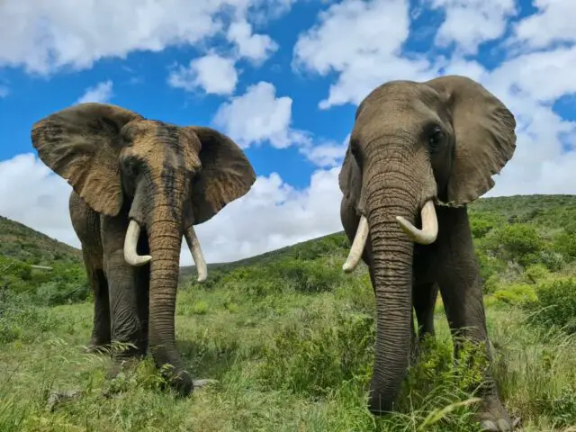 Zwei Elefanten im Indalu Reservat (Garden Route)