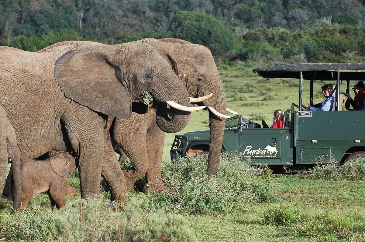 Safari im Pumba Game Reserve