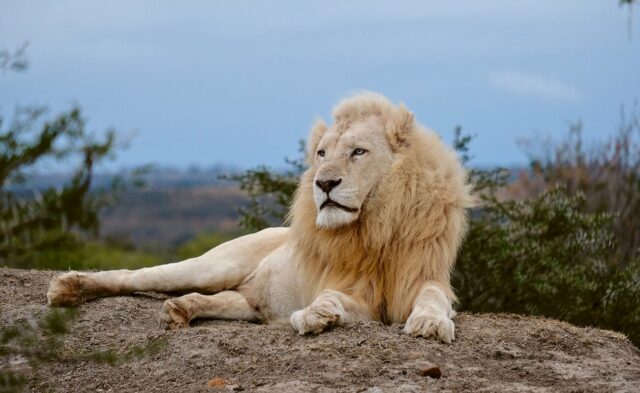 Ein weisses Löwenmännchen im Pumba Game Reserve