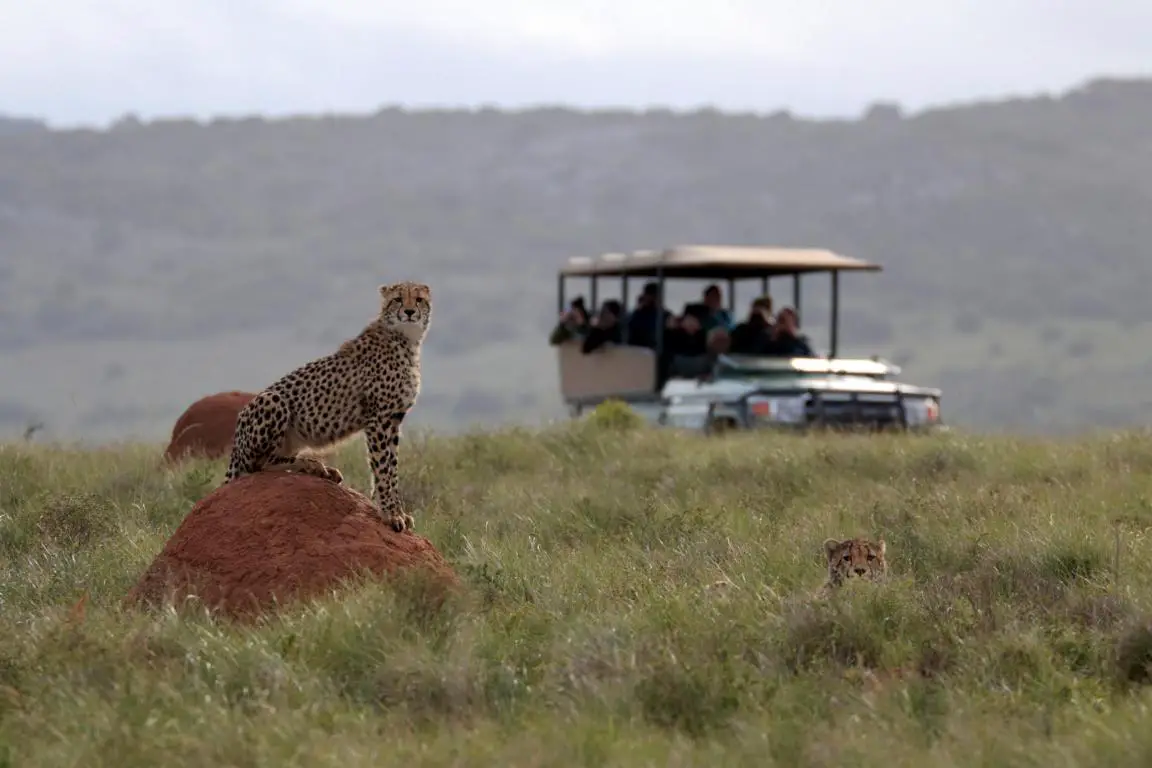 Safari Amakhala Game Reserve Gepard
