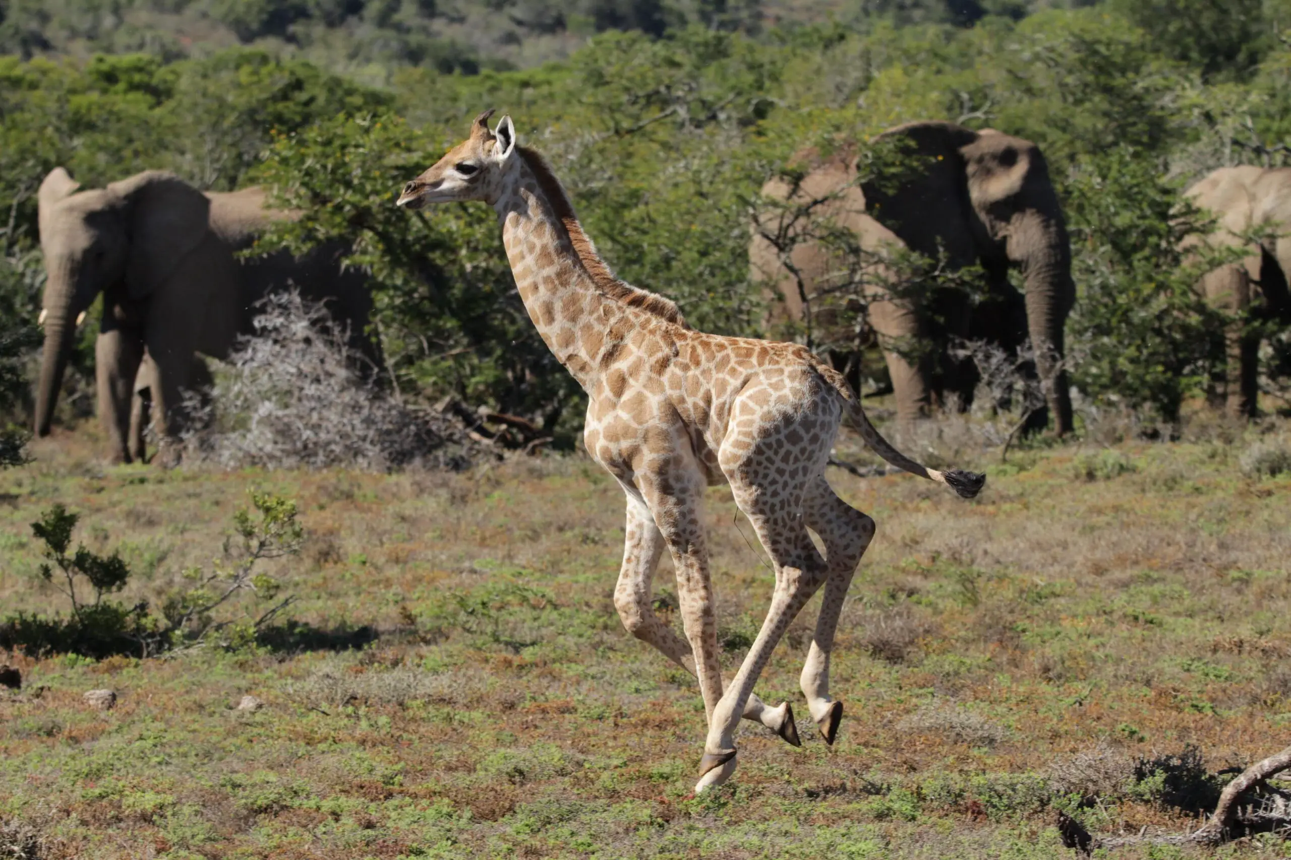 Safari Wissen, Game Reserves